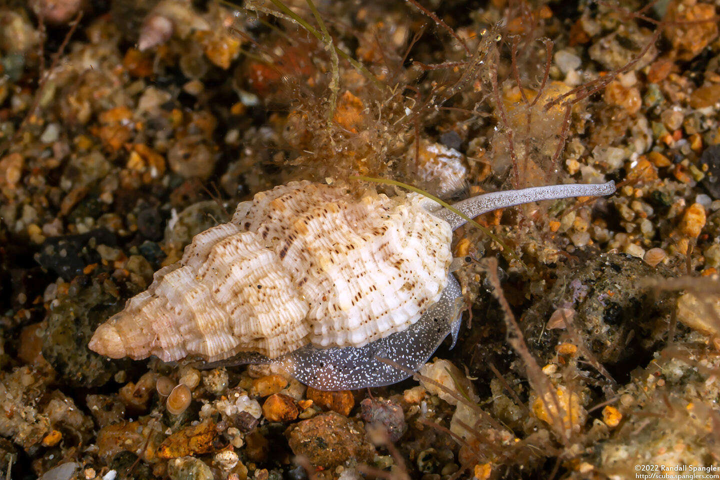 Vexillum cadaverosum (Cadaverous Mitre)