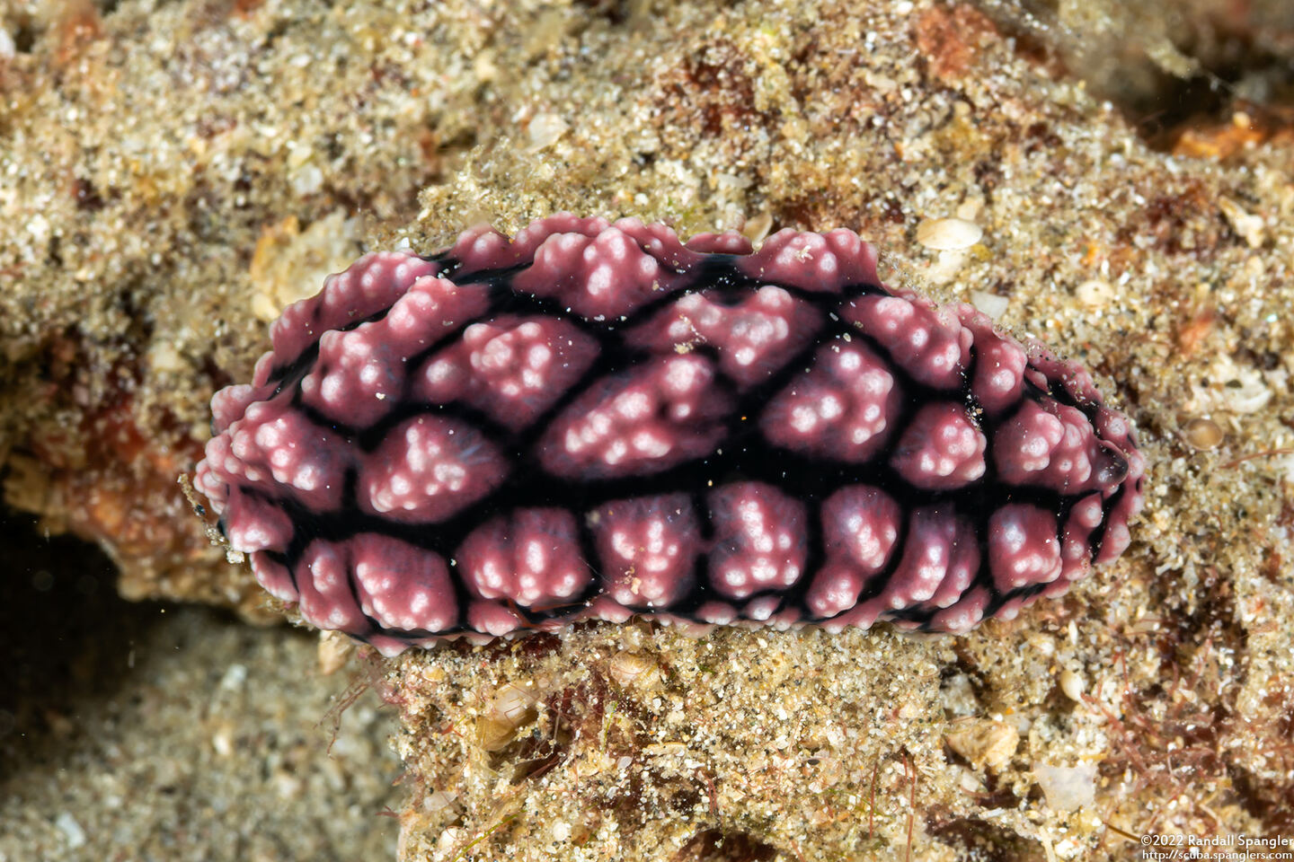 Phyllidiopsis fissurata (Phyllidiopsis Fissurata)