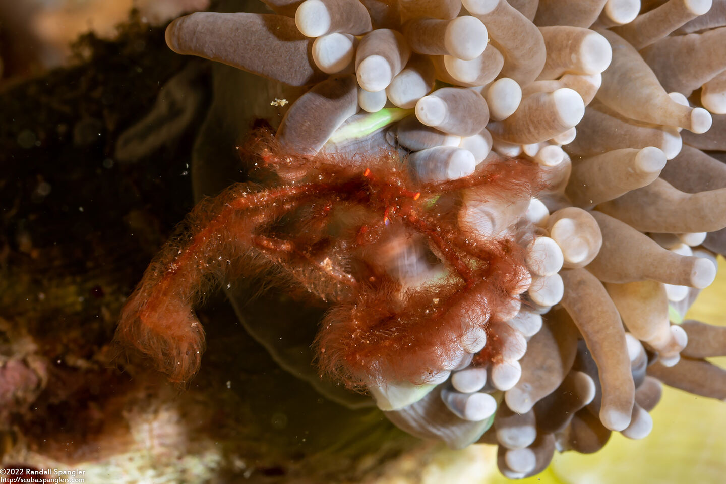 Oncinopus sp.1 (Orangutan Crab)