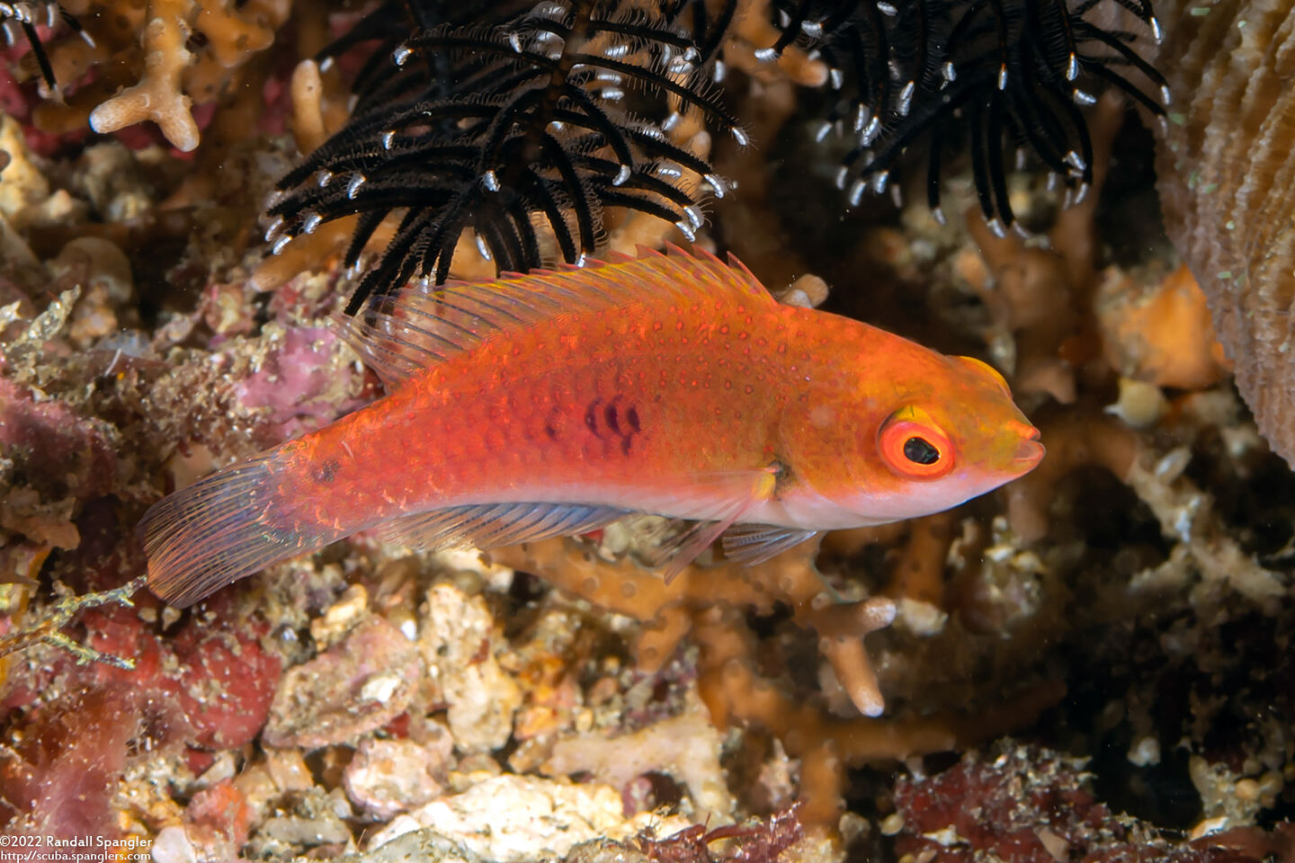 Cirrhilabrus cyanopleura (Bluesided Fairy Wrasse)