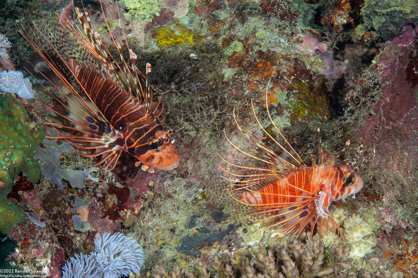 Pterois antennata (Spotfin Lionfish)