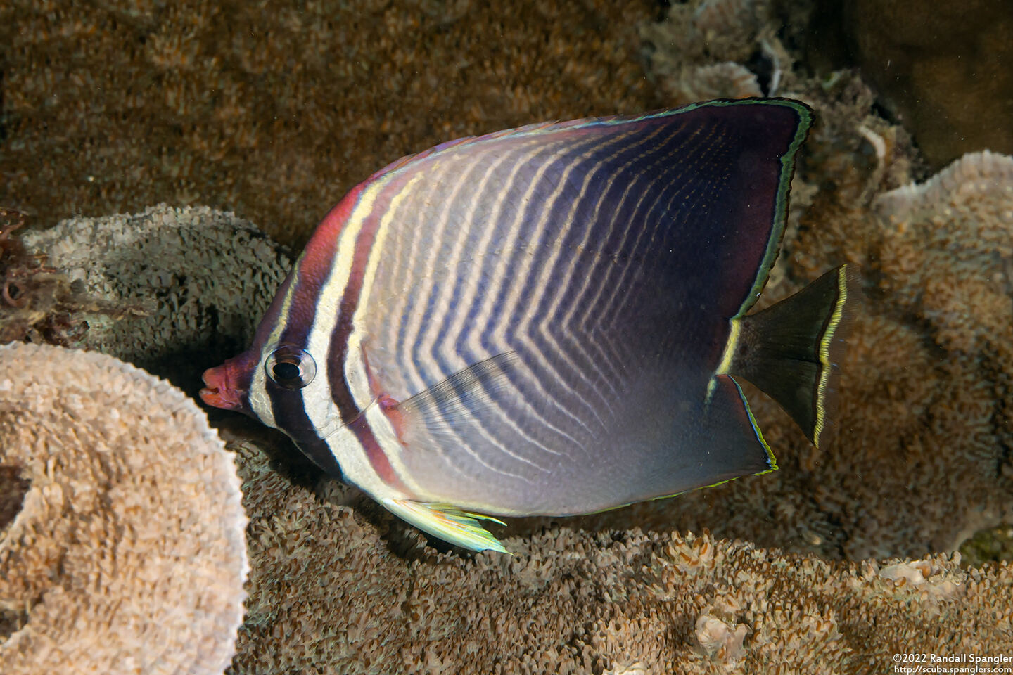 Chaetodon baronessa (Eastern Triangular Butterflyfish)