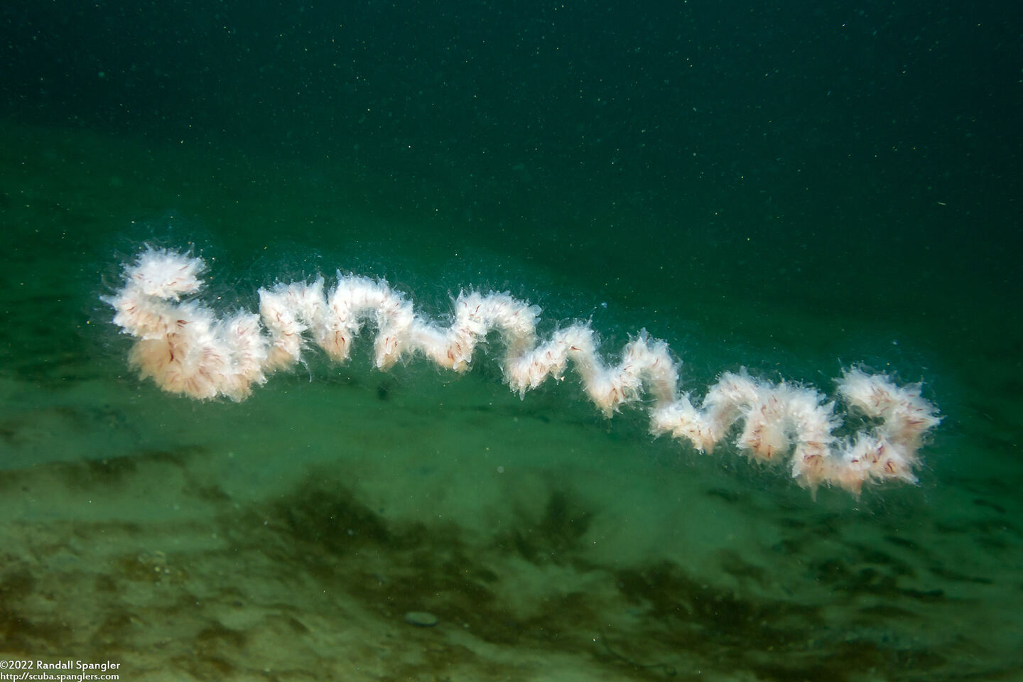 Apolemia uvaria (Apolemia Uvaria)