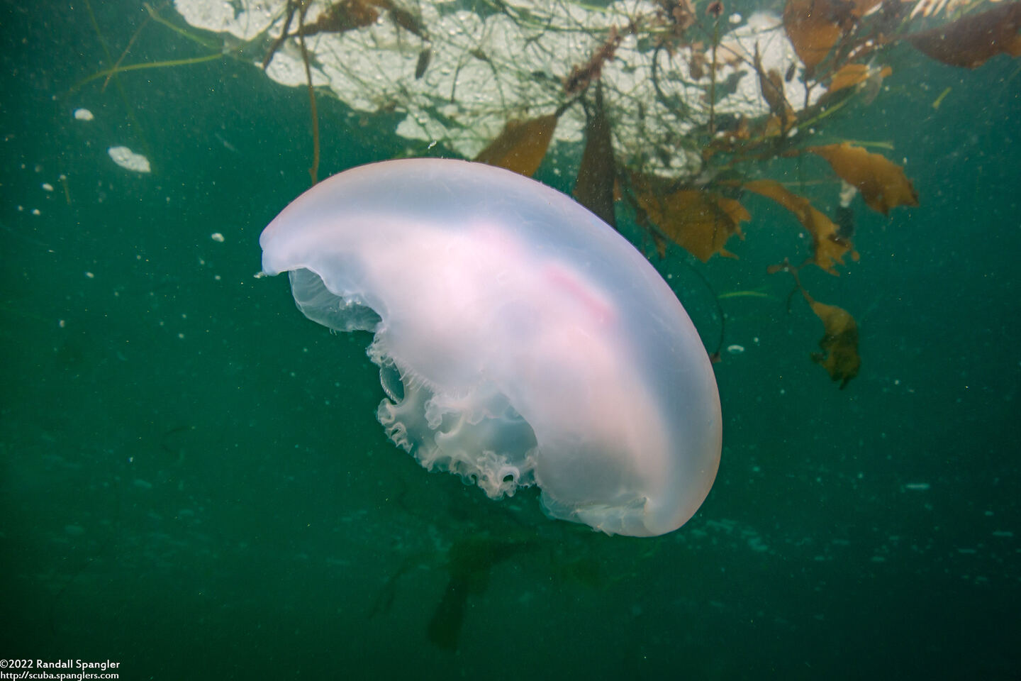 Aurelia aurita (Moon Jelly)