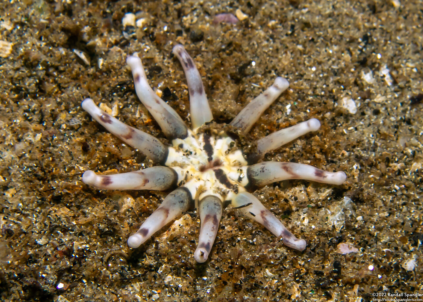 Halcampa decemtentaculata (Burrowing Anemone)