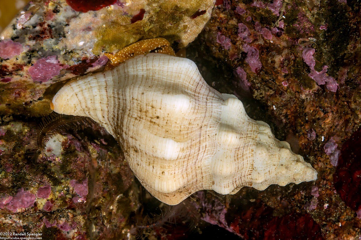 Kelletia kelletii (Kellet's Whelk)