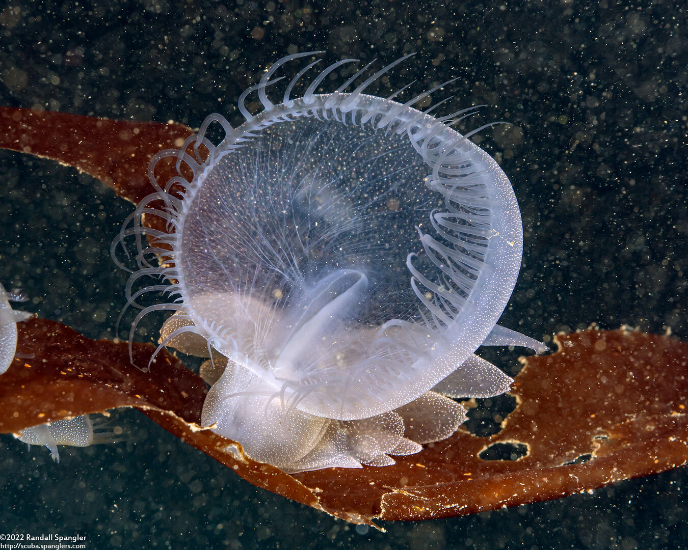 Melibe leonina (Lion's Mane Nudibranch)