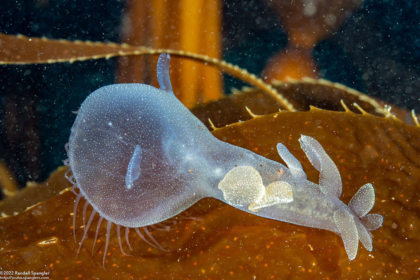 Melibe leonina (Lion's Mane Nudibranch)