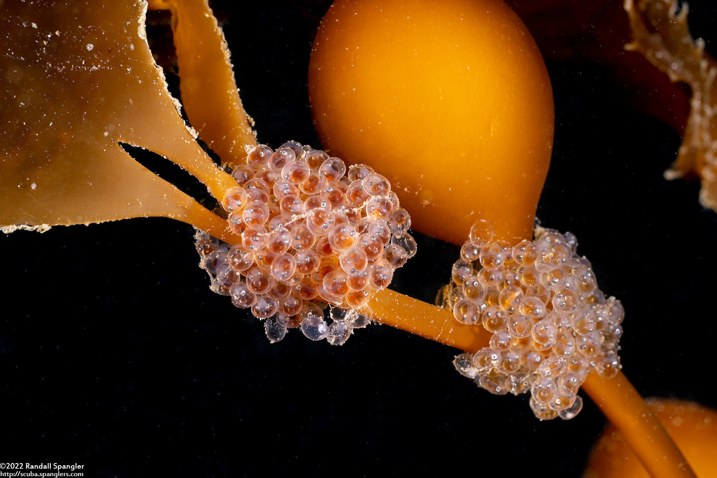 Aulorhynchus flavidus (Tubesnout)