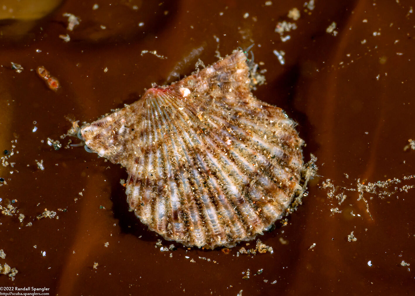 Leptopecten latiauratus (Kelp Scallop)