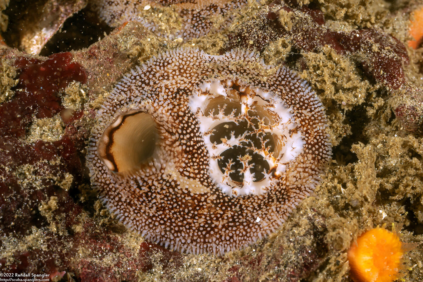 Parapholas californica (Scaleside Piddock)
