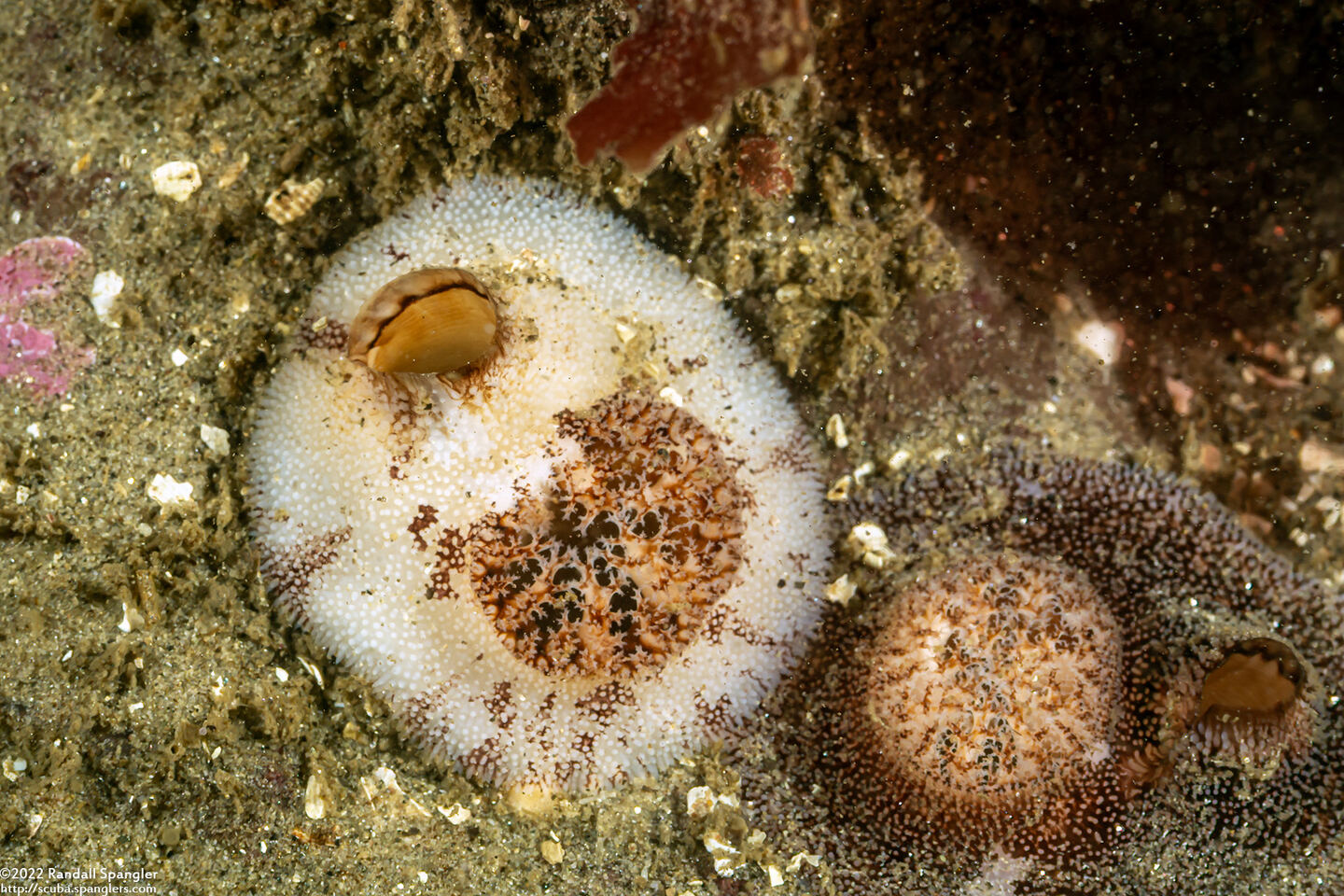 Parapholas californica (Scaleside Piddock)