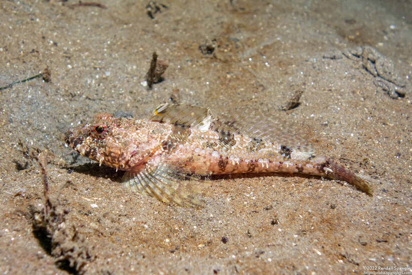 Artedius corallinus (Coralline Sculpin)