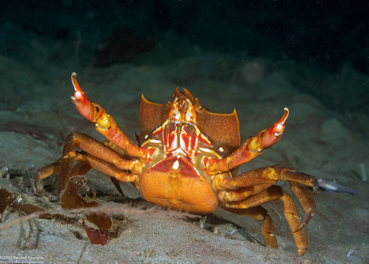 Pugettia producta (Northern Kelp Crab)