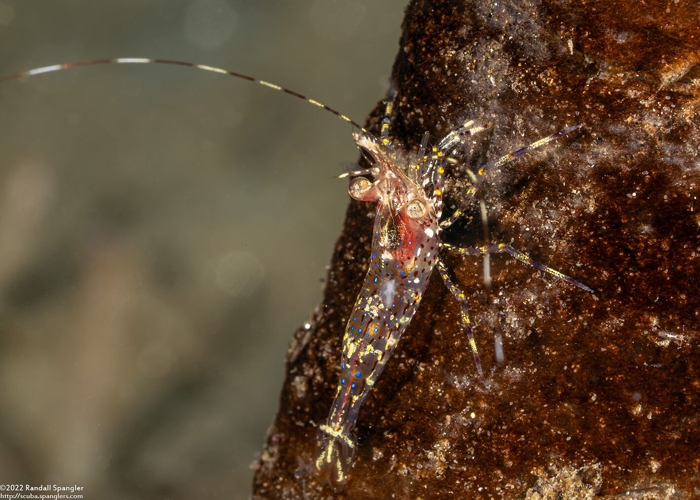 Pandalus danae (Dock Shrimp)