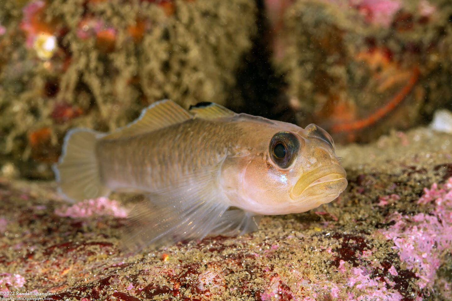 Rhinogobiops nicholsii (Blackeye Goby)