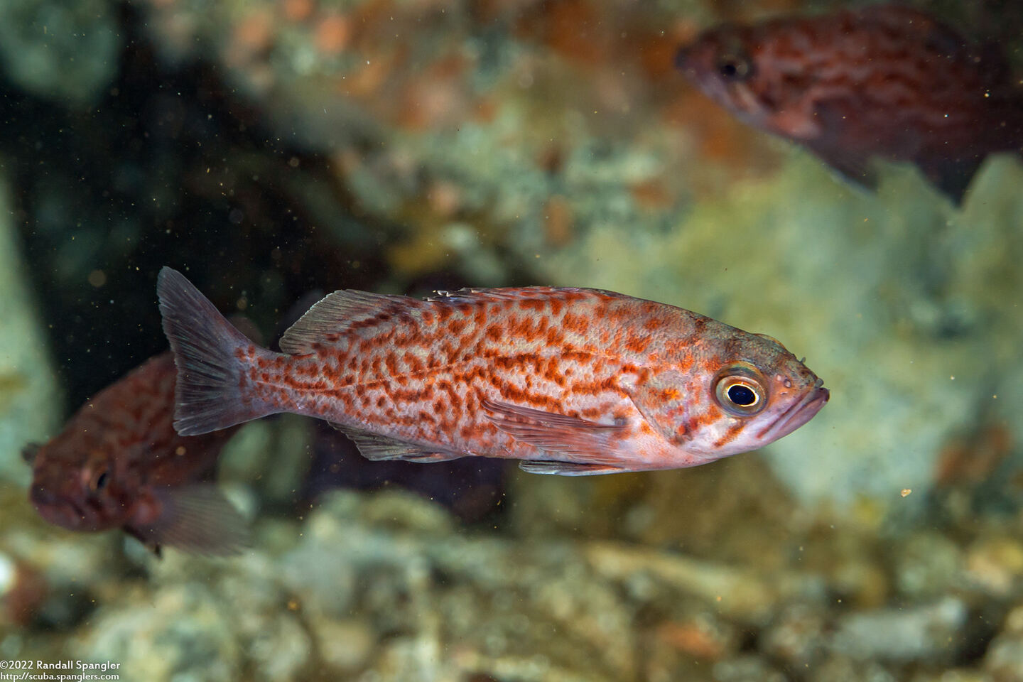 Sebastes mystinus (Blue Rockfish)