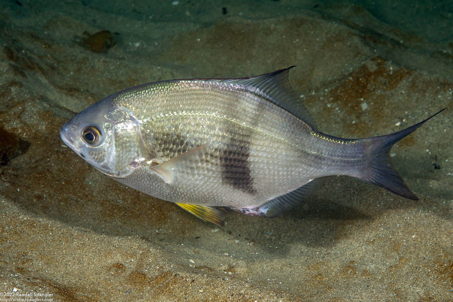 Rhacochilus vacca (Pile Perch)