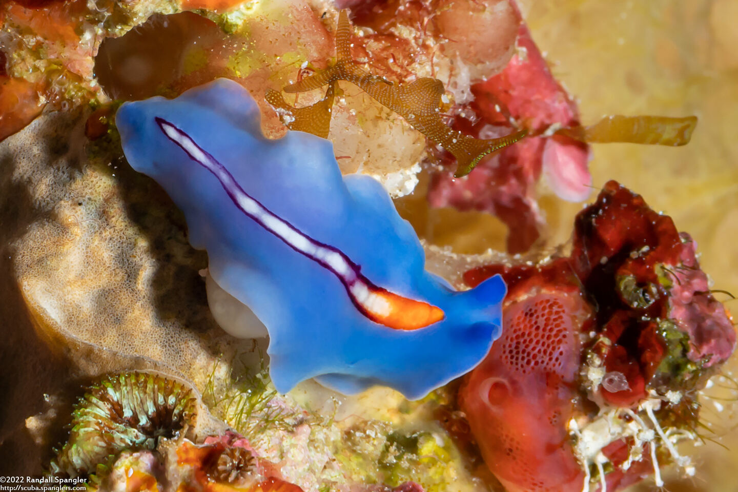 Pseudoceros liparus (Racing Stripe Flatworm)