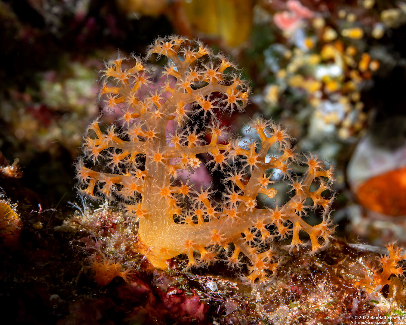 Dendronephthya sp.1 (Dendronephthya)