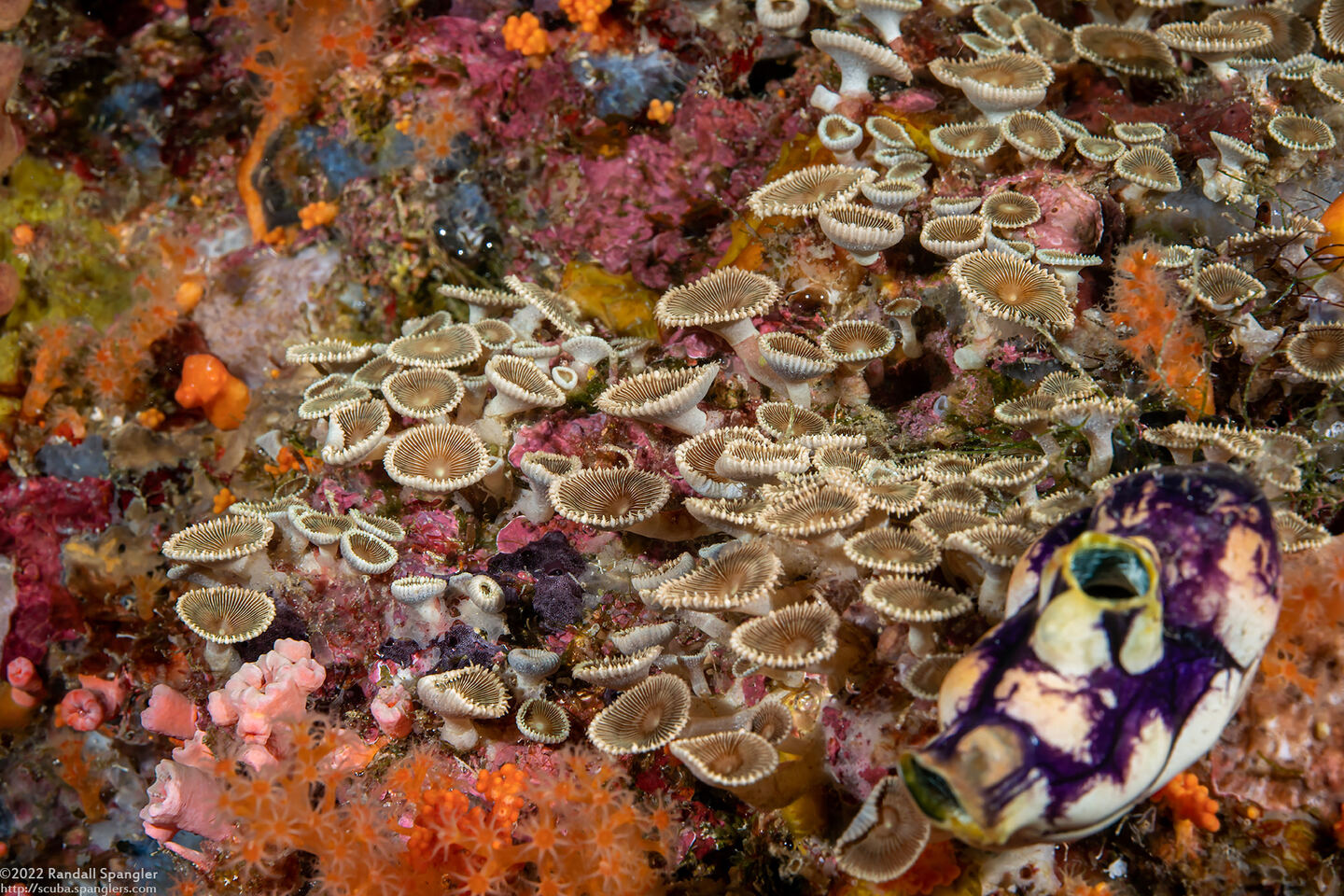 Palythoa heliodiscus (Sunray Zoanthid)