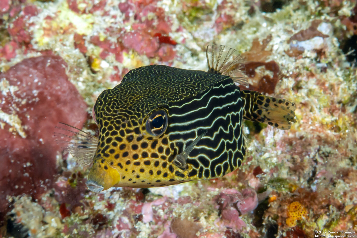 Ostracion solorense (Solor Boxfish)
