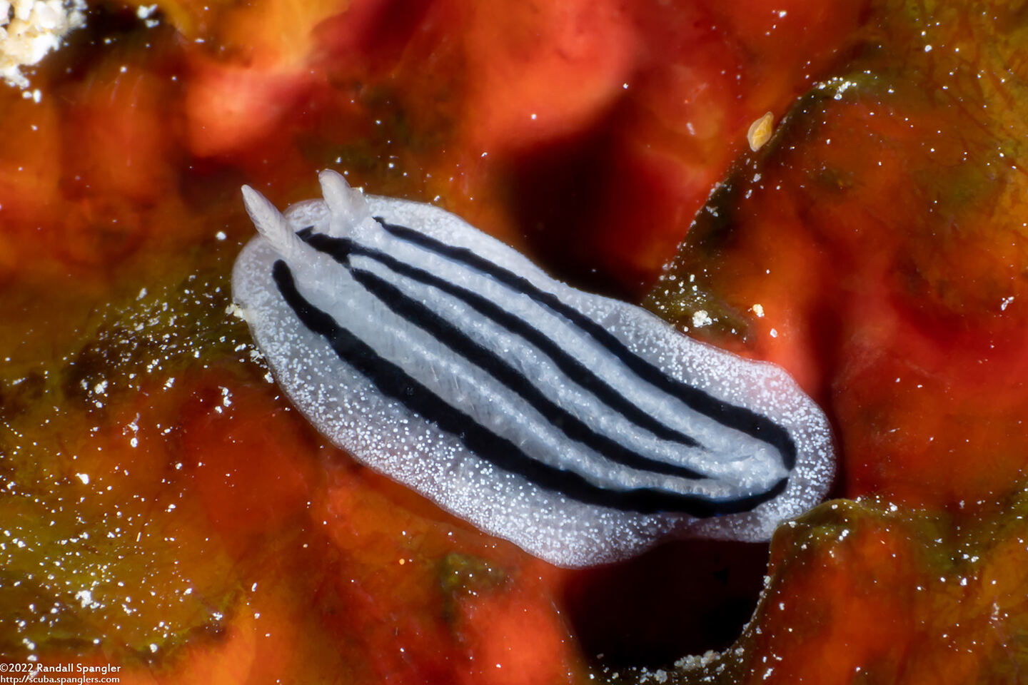 Phyllidiella striata (Striped Phyllidiella)