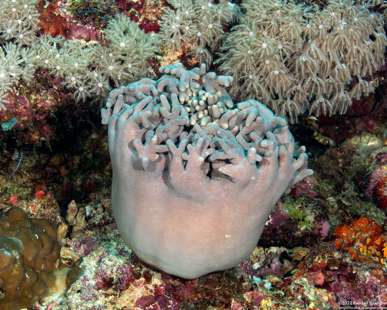 Sinularia sp.1 (Leather Coral)