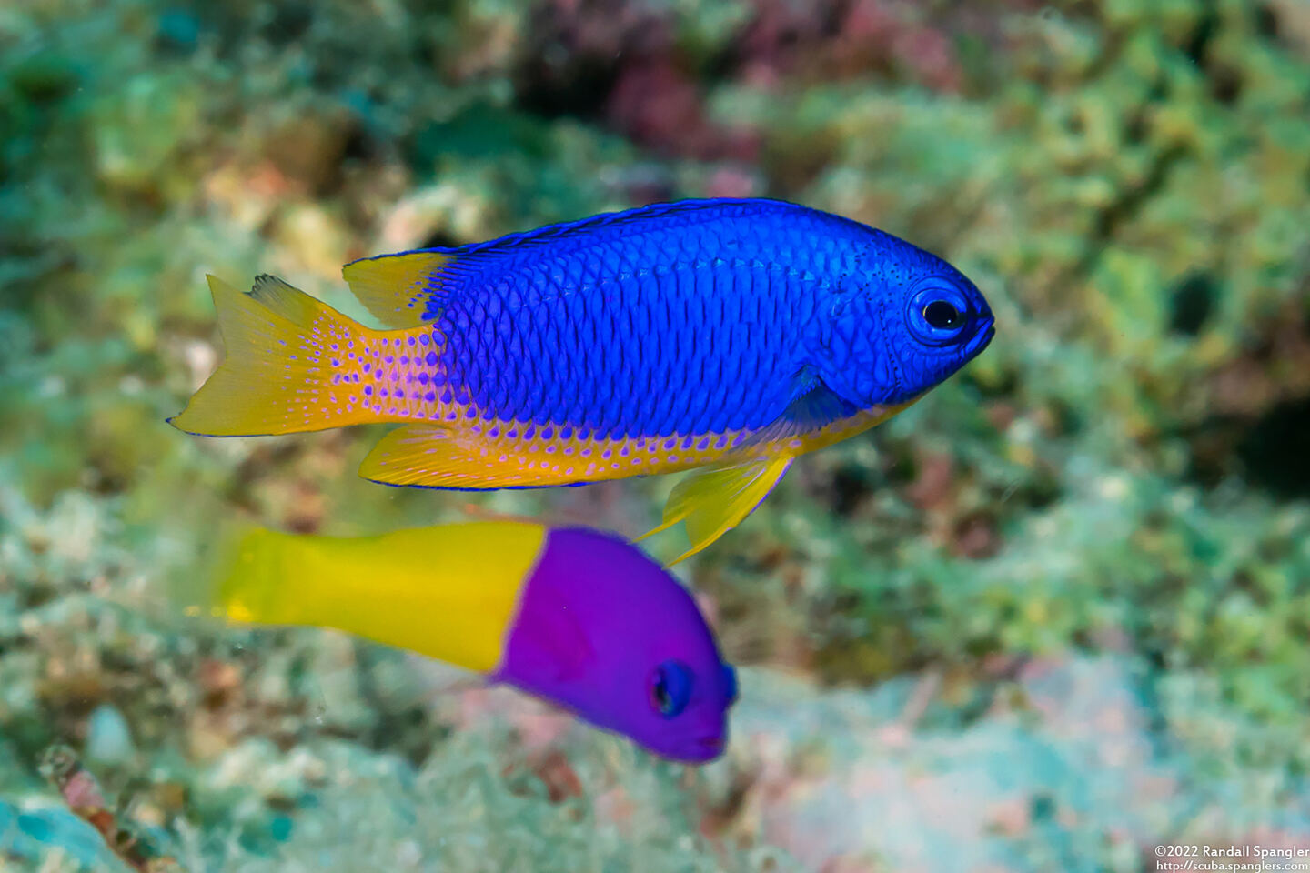 Pomacentrus coelestis (Neon Damsel)