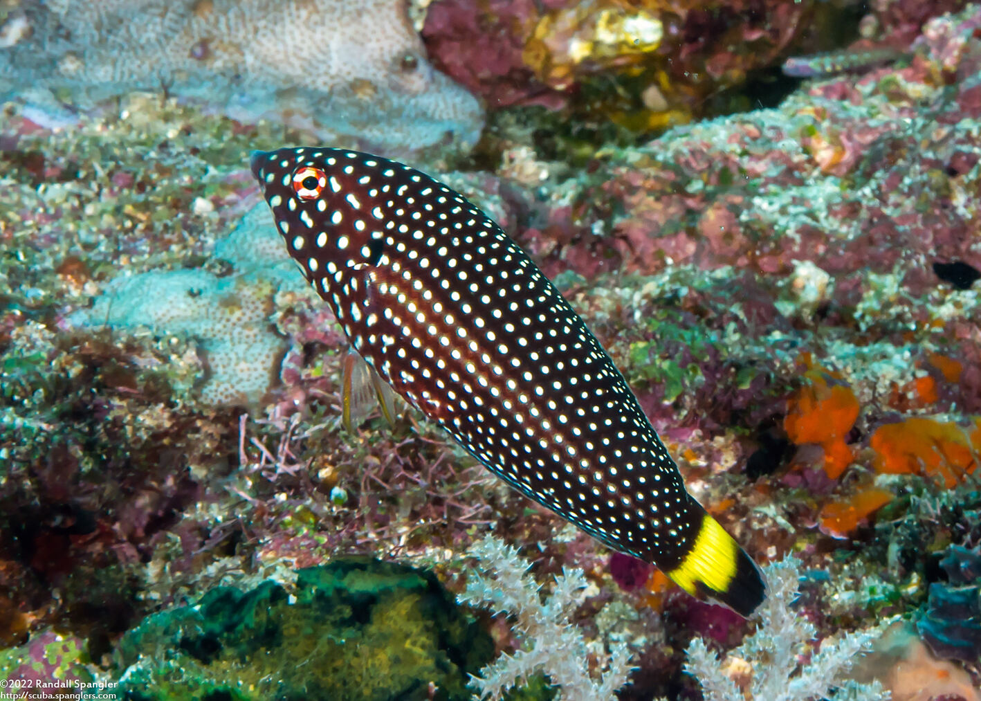 Anampses melanurus (Whitespotted Wrasse)