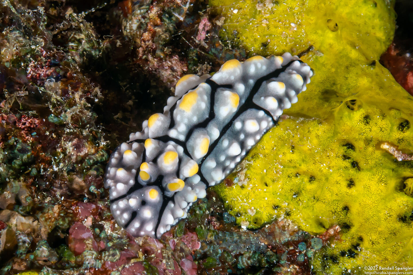 Phyllidia elegans (Elegant Phyllidia)