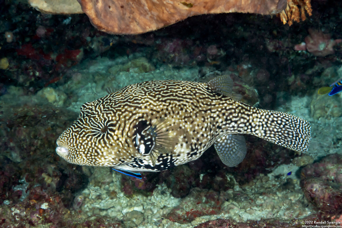 Arothron mappa (Map Puffer)