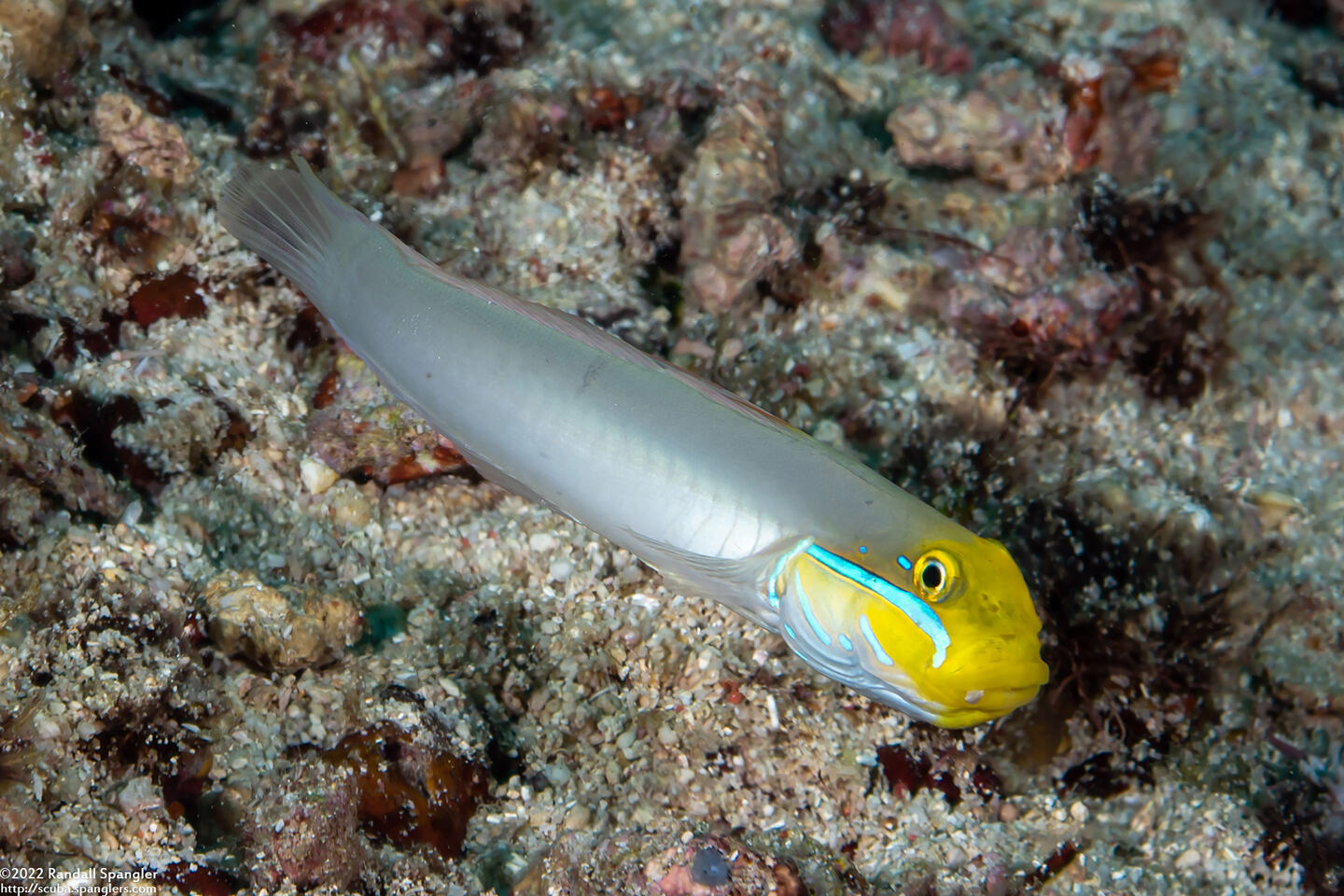 Valenciennea strigata (Bluestreak Goby)