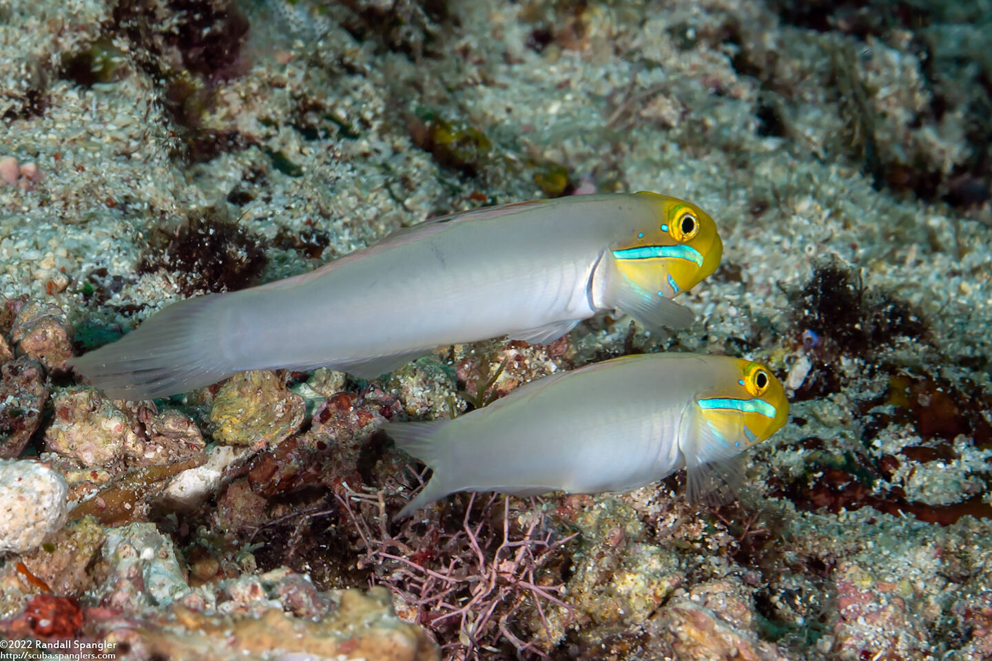 Valenciennea strigata (Bluestreak Goby)