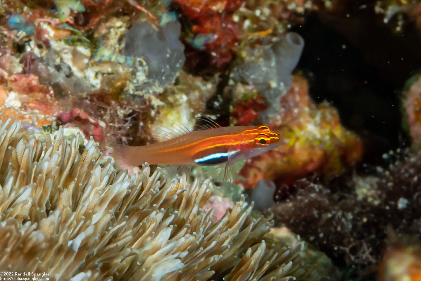 Eviota atriventris (Neon Dwarfgoby)