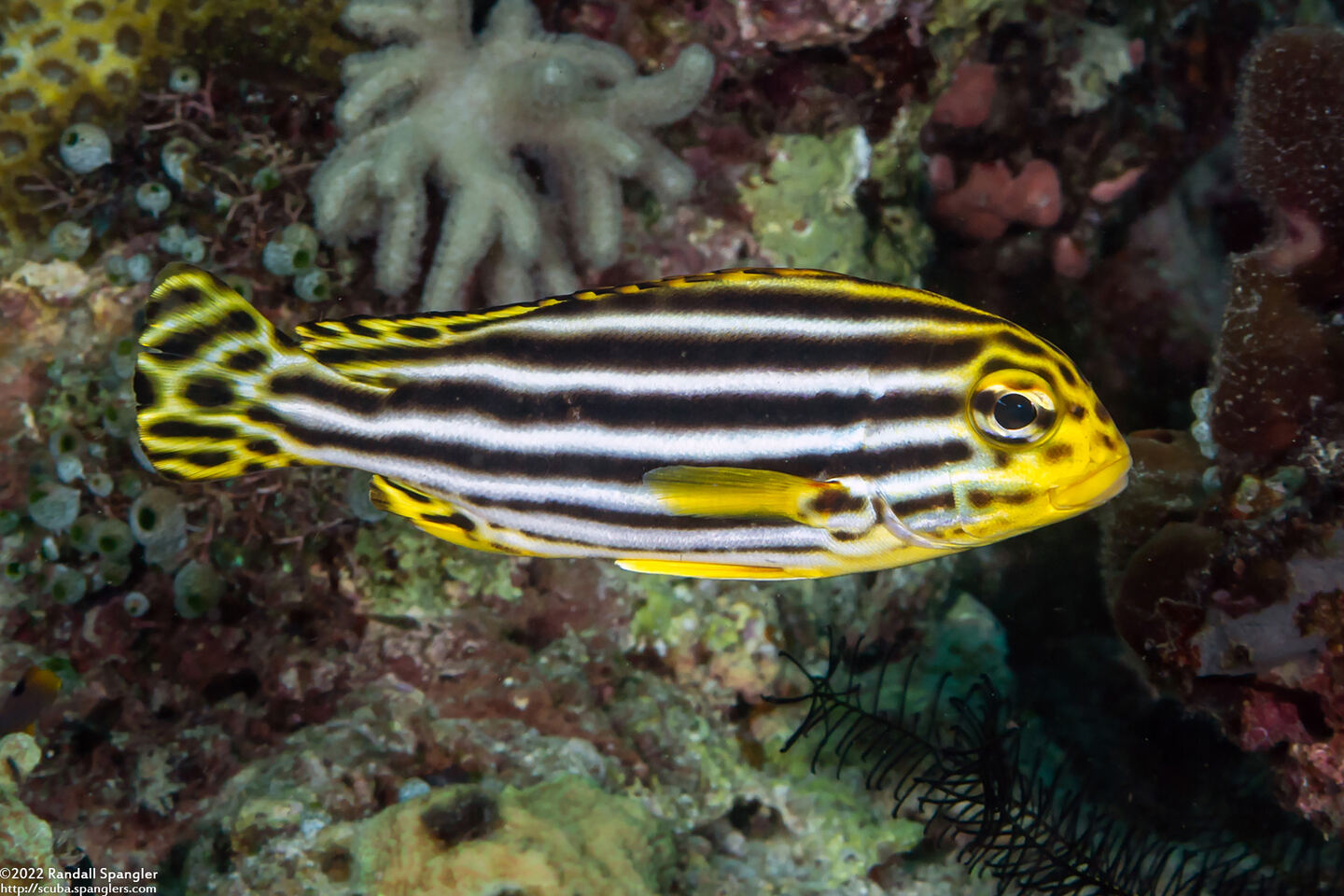 Plectorhinchus vittatus (Oriental Sweetlips)