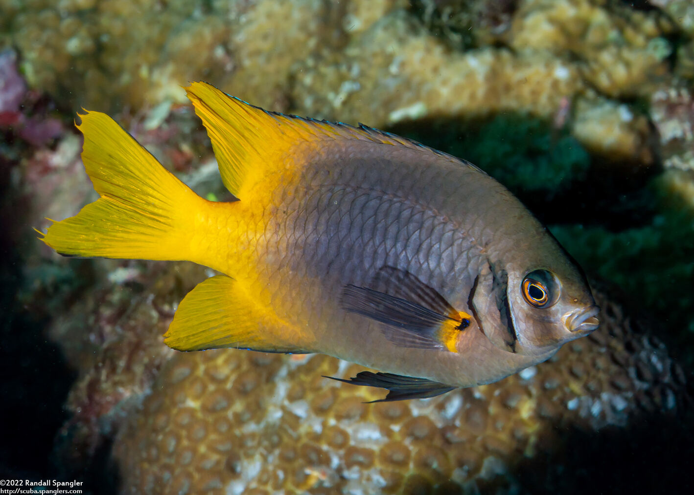 Neoglyphidodon nigroris (Yellowtail Damsel)