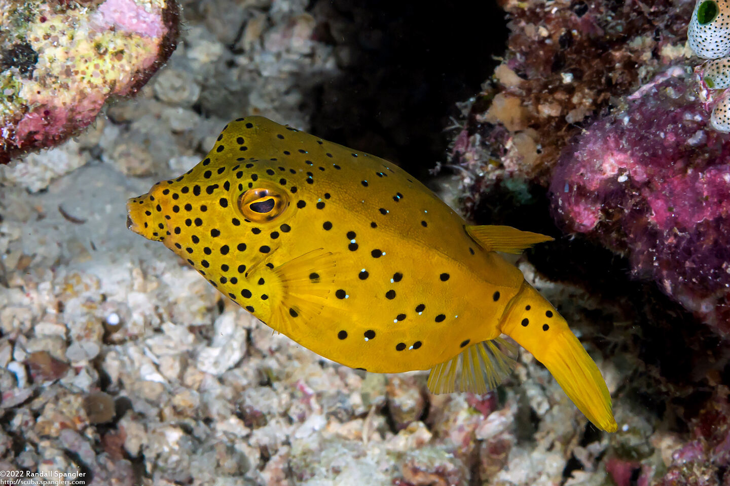 Ostracion cubicum (Yellow Boxfish)