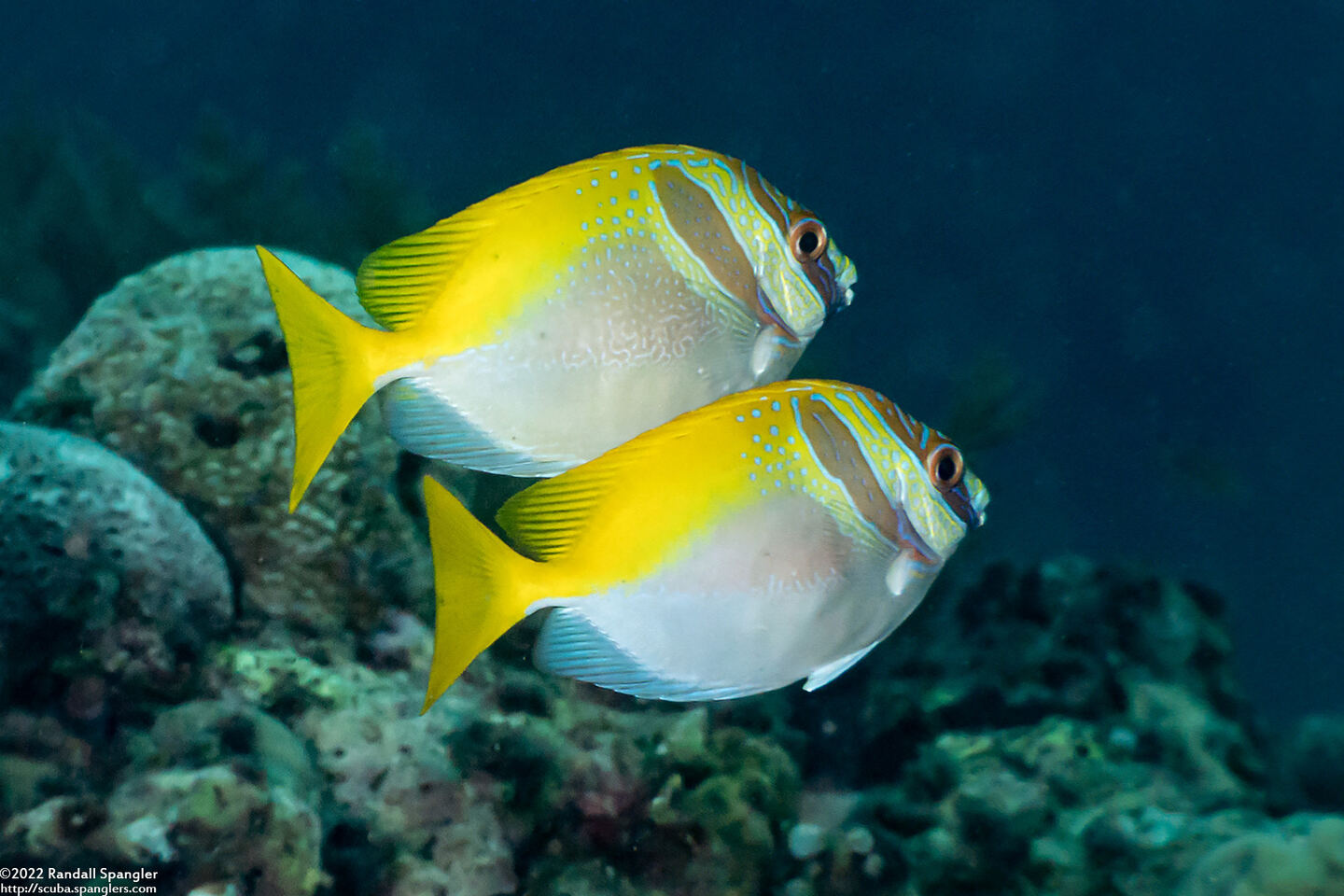 Siganus virgatus (Virgate Rabbitfish)