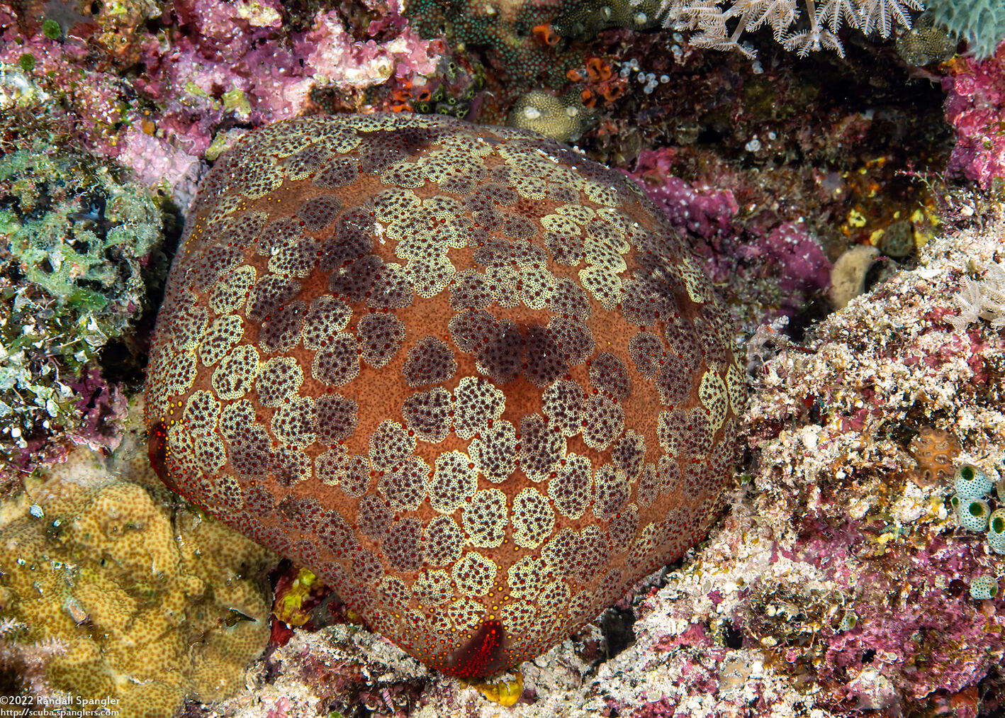 Culcita novaeguineae (Cushion Star)