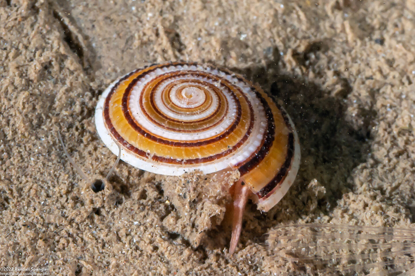 Architectonica modesta (Modest Sundial)