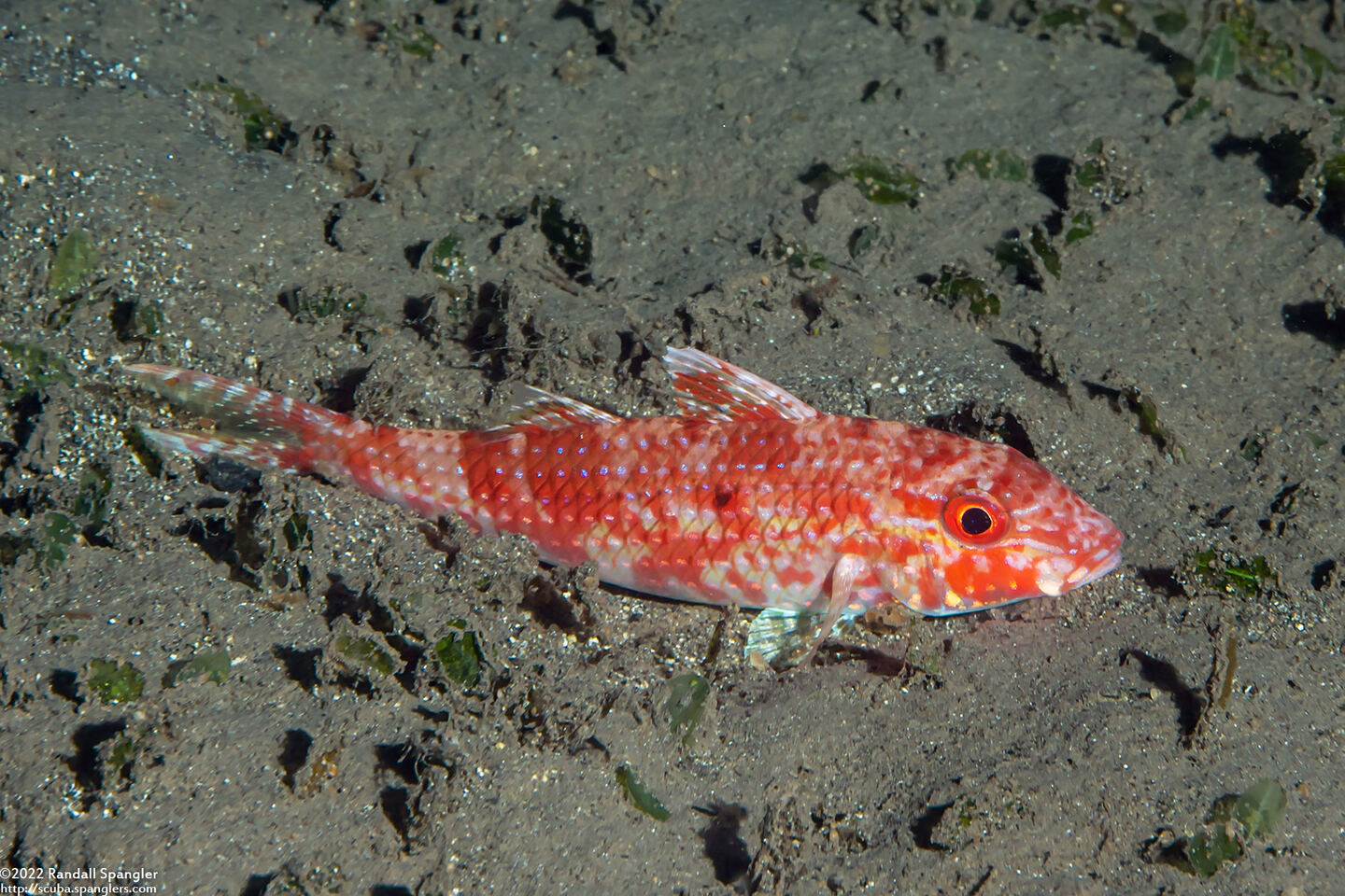 Parupeneus heptacanthus (Cinnibar Goatfish)