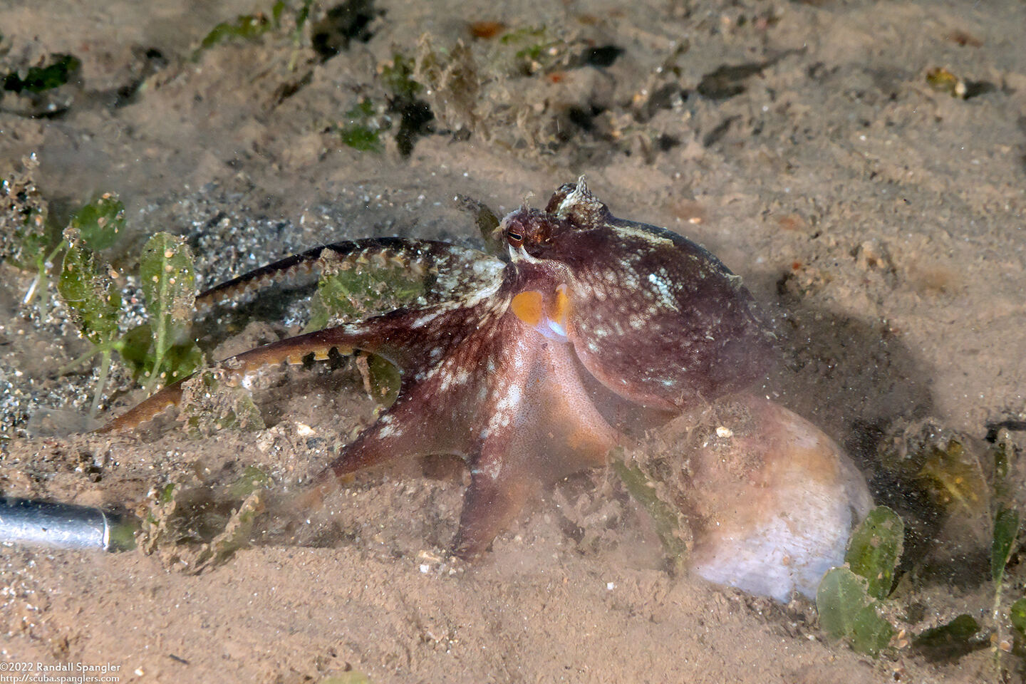 Octopus cyanea (Day Octopus)