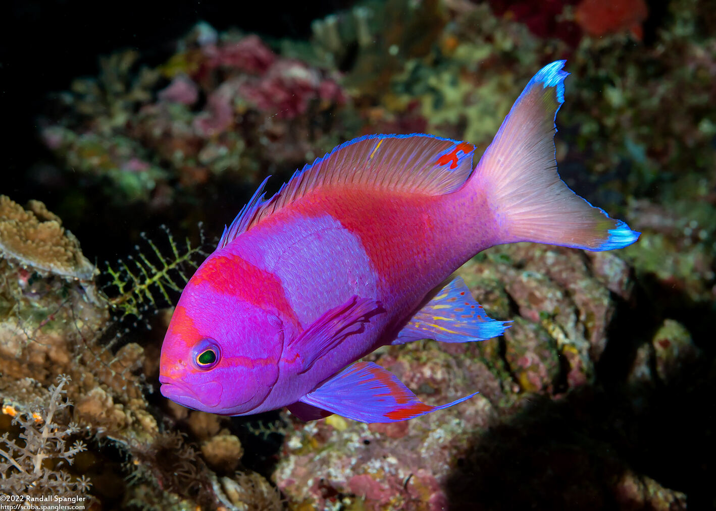Pseudanthias pleurotaenia (Squarespot Anthias)