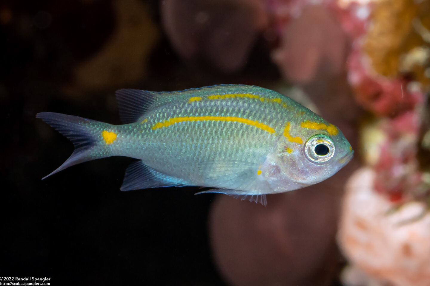 Acanthochromis polyacanthus (Spiny Chromis)