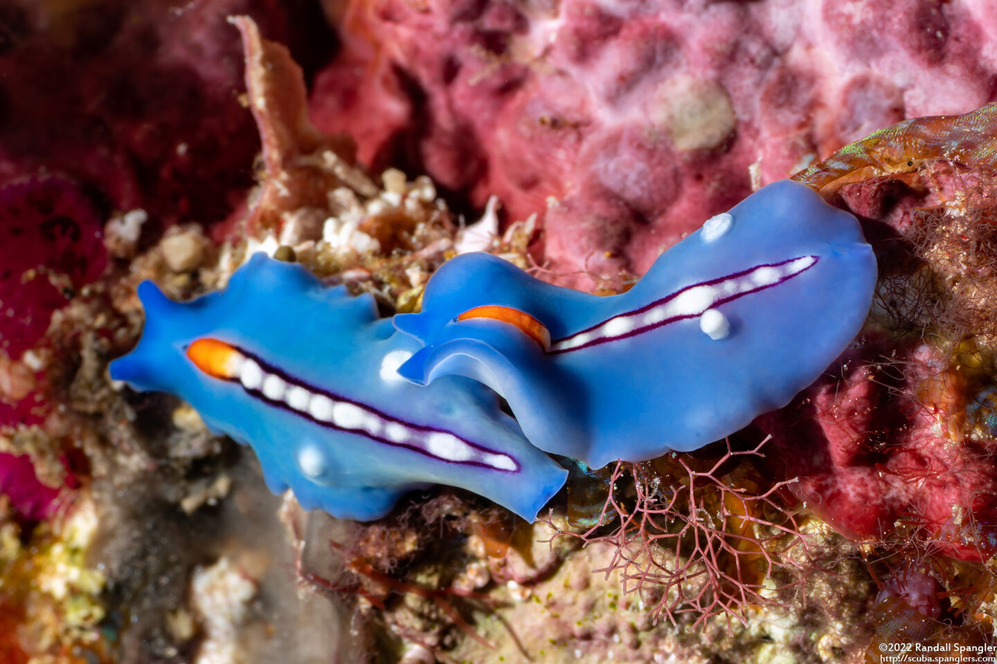 Pseudoceros liparus (Racing Stripe Flatworm)