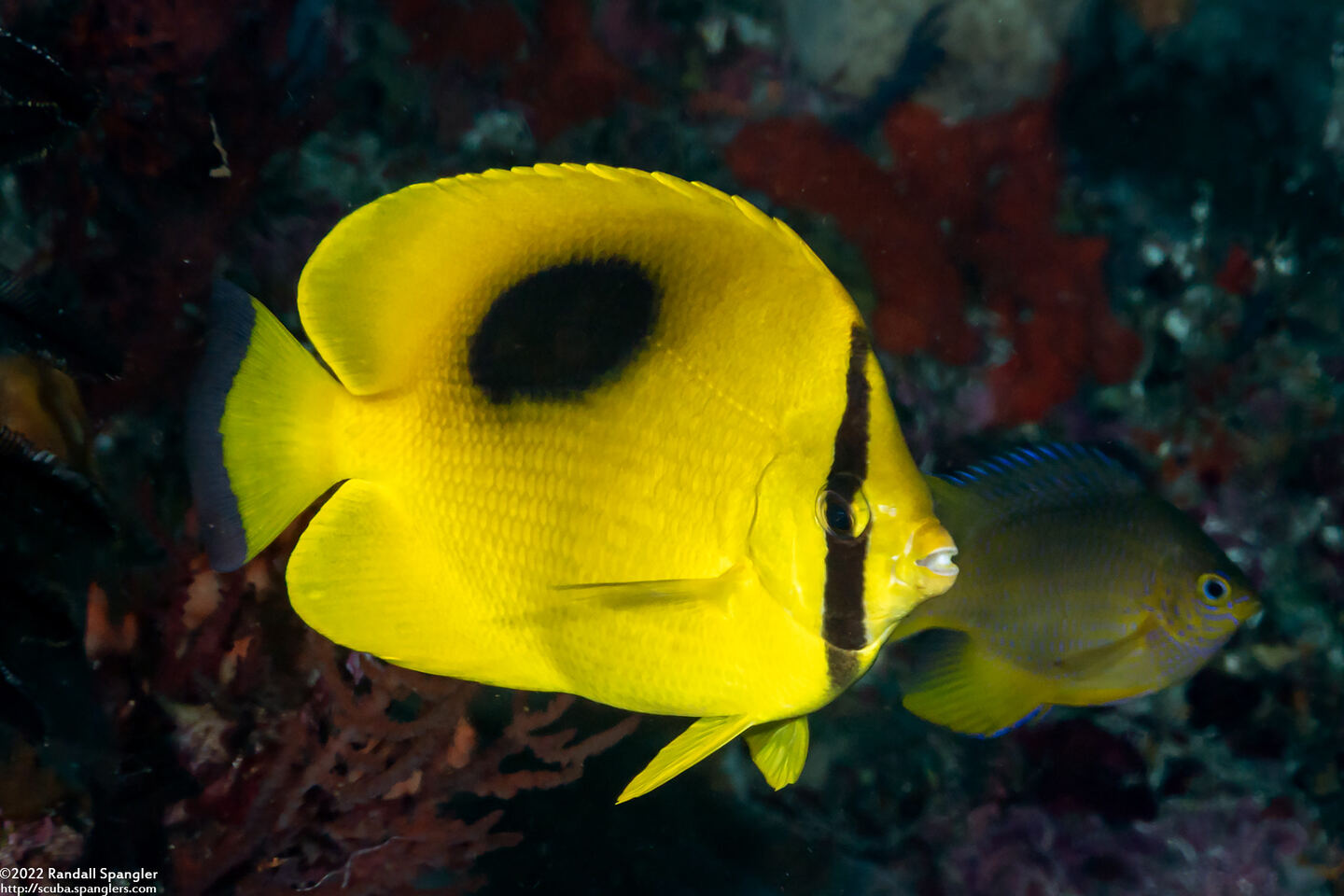 Chaetodon speculum (Oval-Spot Butterflyfish)