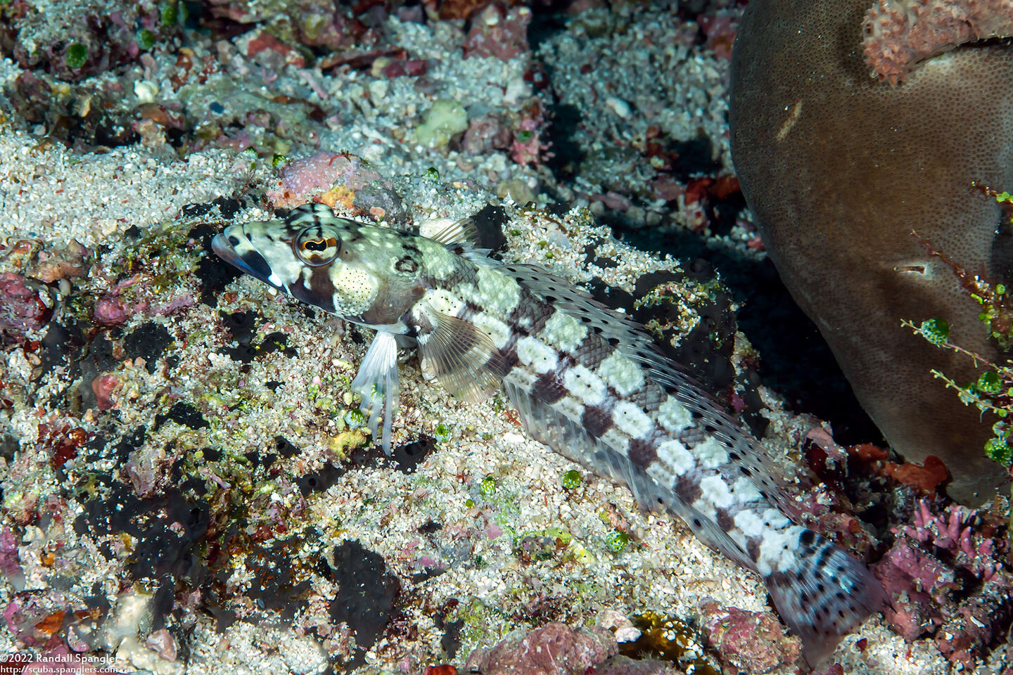 Parapercis tetracantha (Reticulated Sandperch)