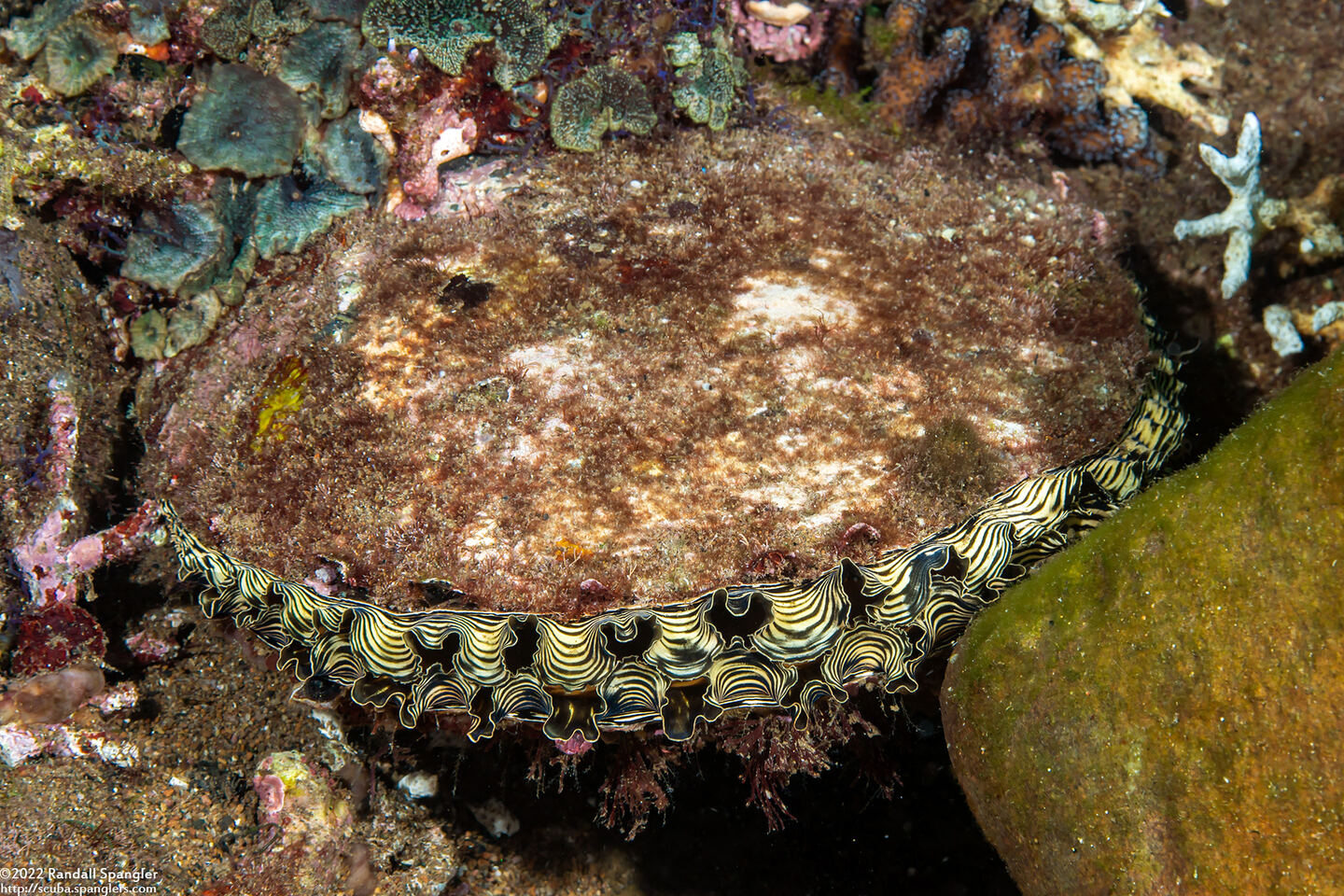 Atrina vexillum (Flag Pen Shell)