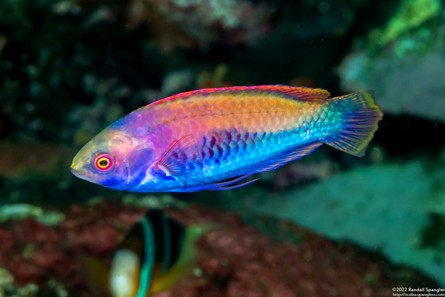 Cirrhilabrus solorensis (Solor Fairy Wrasse)